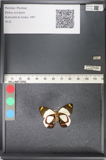 Media type: image;   Entomology 131746
